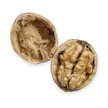 walnut